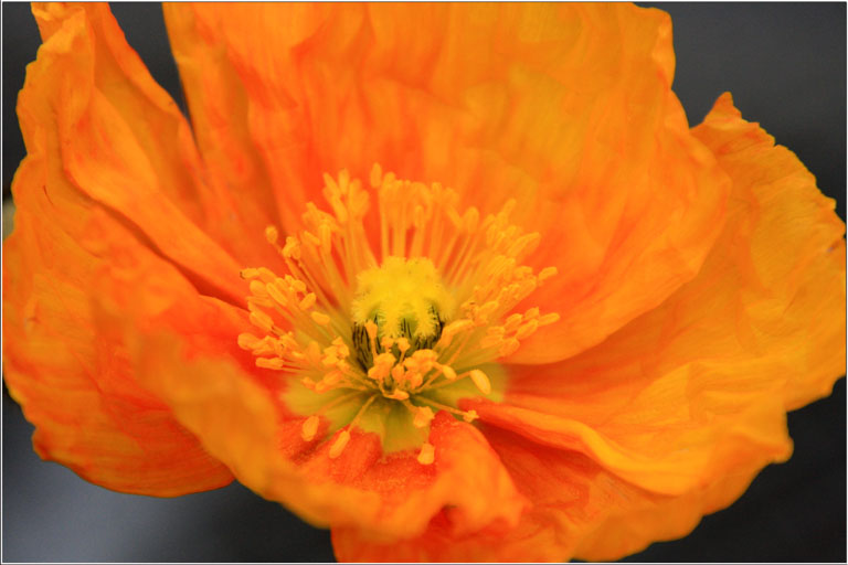Img 5324 orange poppy